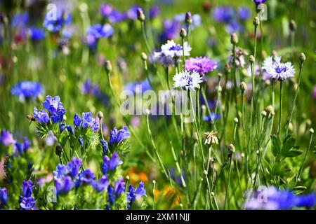Blühstreifen mit Wildblumen auf einem Feld in den Vier- und Marschlanden, Hamburg, Deutschland *** bandes de fleurs avec des fleurs sauvages dans un champ dans le Vier und Marschlanden, Hambourg, Allemagne Banque D'Images