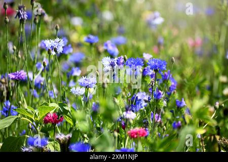 Blühstreifen mit Wildblumen auf einem Feld in den Vier- und Marschlanden, Hamburg, Deutschland *** bandes de fleurs avec des fleurs sauvages dans un champ dans le Vier und Marschlanden, Hambourg, Allemagne Banque D'Images