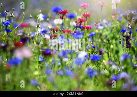 Blühstreifen mit Wildblumen auf einem Feld in den Vier- und Marschlanden, Hamburg, Deutschland *** bandes de fleurs avec des fleurs sauvages dans un champ dans le Vier und Marschlanden, Hambourg, Allemagne Banque D'Images