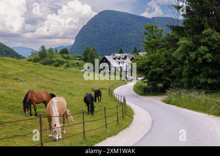 Belle vue sur petit village en Slovénie, Europe. Chevaux pâturant de l'herbe. Banque D'Images