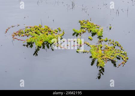 Marsh St John's-Wort (Hypericum elodes), une plante aquatique poussant dans un étang peu profond en été, Hampshire, Angleterre, Royaume-Uni Banque D'Images