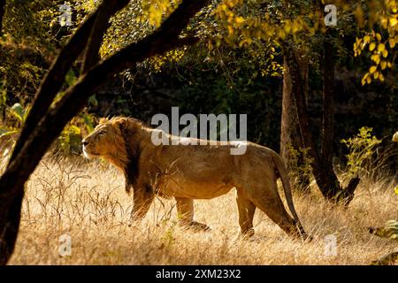 Lion asiatique - Panthera leo leo Banque D'Images