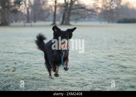 portrait d'un chien noir au lever du soleil. Il court avec la balle dans la bouche Banque D'Images
