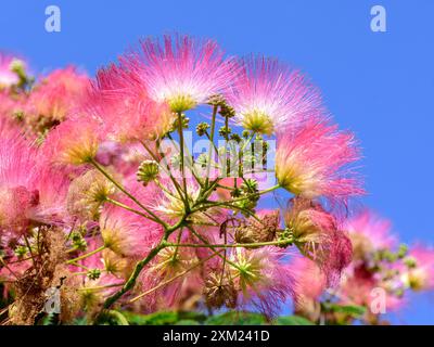 Arbre à soie persan (Albizia julibrissin) en fleur - centre de la France. Banque D'Images