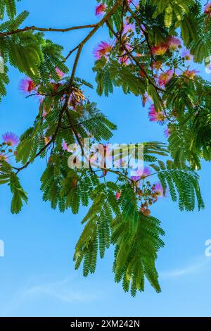 Semi-silhouette de feuilles de l'arbre à soie persan (Albizia julibrissin) en fleur - centre de la France. Banque D'Images