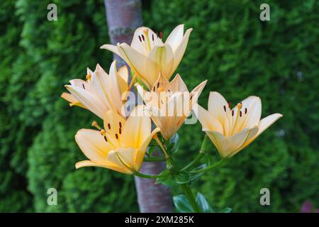 Bush de lys jaunes fleurissent dans la journée d'été. Lys décoratifs de jardin avec des pétales blancs en gros plan, photographie de jardin, décor de parterre de fleurs. Papier peint floral o Banque D'Images