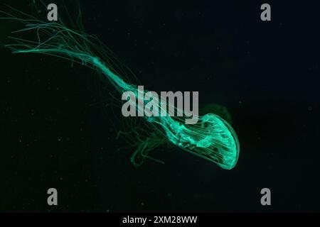 Groupe de méduses d'ortie de mer Atlantique, Chrysaora quinquecirrha, ortie de mer de coût est, nage dans un aquarium éclairé avec un éclairage vert. Thériologie, Banque D'Images