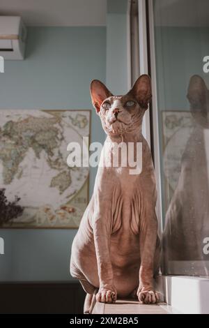 Un chat Sphynx canadien chauve est assis sur un rebord de fenêtre sur un balcon à la lumière du jour. Photo verticale avec un animal félin domestique. Kitty Sphinx sur le rebord de la fenêtre Banque D'Images