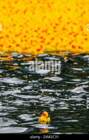 Londres, Royaume-Uni. 25 juillet 2024. Environ 3 000 canards en caoutchouc sont lancés sur Regent's canal à Paddington pour la course annuelle de canards en caoutchouc caritative. Maintenant dans sa 17e année, la course collecte des fonds pour l'association caritative locale Cosmic (Children of St Mary's intensive Care), en permettant au public de parrainer un canard pour 3 £. Le premier canard à bob 100 mètres de la ligne d'arrivée est déclaré vainqueur. Crédit : Guy Bell/Alamy Live News Banque D'Images