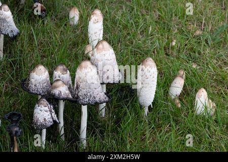 Grappe de champignons blancs et bruns poussant sur une pelouse verte fraîche Banque D'Images