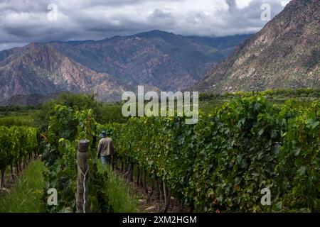 Homme travaillant dans un grand vignoble verdoyant sous une montagne un jour couvert Banque D'Images