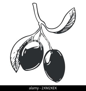 Branche d'olivier avec baies noires et feuilles. Cuisine italienne. Un symbole de paix. Signe religieux grec. Illustration vectorielle d'olivier. Illustration de Vecteur