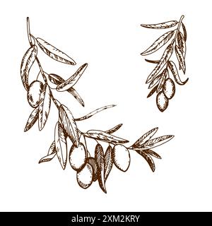 Vector vintage olive set isolé sur blanc. Illustrations dessinées à la main de branches avec des feuilles et des fruits mûrs dans le style de la gravure. Esquisse de oliv Illustration de Vecteur