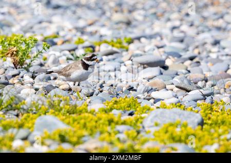 Pluvier à anneaux commun 'Charadrius hiaticula', camouflé contre les pierres sur la plage de galets. Oiseaux de mer migrateurs repérés le long du rivage à Wicklow, Irlande Banque D'Images