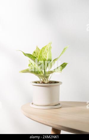 Photographie verticale d'un Evergreen chinois ou Aglaonema sp. Plante nommée Rapngoenrapthong dans un pot en céramique blanche placé sur un ta en bois de style minimaliste Banque D'Images