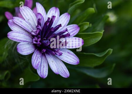 Fleur violette de Marguerite africaine Banque D'Images