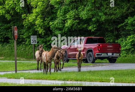 Troupeau d'élans près de la route au Oconaluftee Visitor Center dans le parc national des Great Smoky Mounatins en Caroline du Nord, États-Unis Banque D'Images