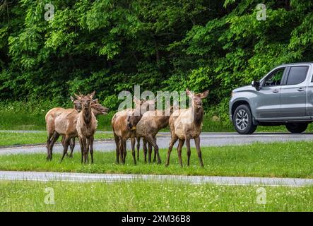 Troupeau d'élans près de la route au Oconaluftee Visitor Center dans le parc national des Great Smoky Mounatins en Caroline du Nord, États-Unis Banque D'Images