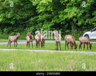 Troupeau d'élans près de la route au Oconaluftee Visitor Center dans le parc national des Great Smoky Mounatins en Caroline du Nord, États-Unis Banque D'Images