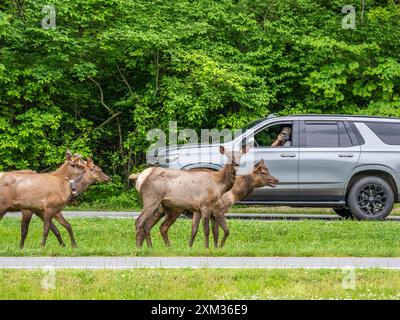 Troupeau d'élans près de la route au Oconaluftee Visitor Center dans le parc national des Great Smoky Mounatins en Caroline du Nord, États-Unis Banque D'Images