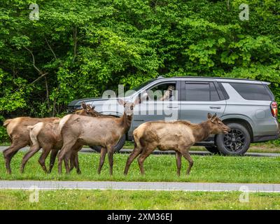 Troupeau d'élans près de la route au Oconaluftee Visitor Center dans le parc national des Great Smoky Mounatins en Caroline du Nord, États-Unis Banque D'Images