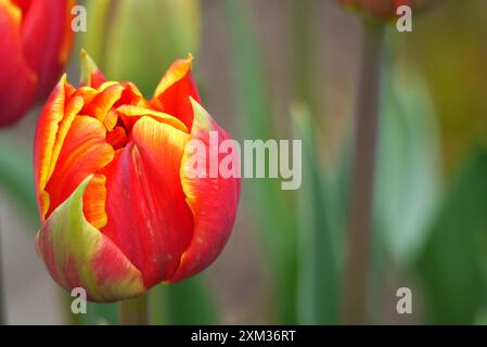 Tulipa rouge/jaune ardente 'Crossfire' tulipe à double pétales cultivée dans les frontières au RHS Garden Harlow Carr, Harrogate, Yorkshire, Angleterre, Royaume-Uni Banque D'Images