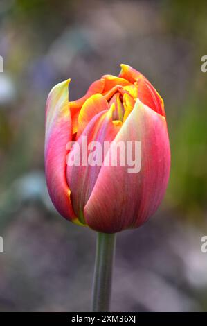 Tulipa rouge/jaune ardente 'Crossfire' tulipe à double pétales cultivée dans les frontières au RHS Garden Harlow Carr, Harrogate, Yorkshire, Angleterre, Royaume-Uni Banque D'Images