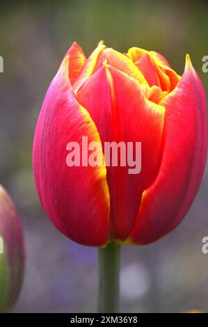 Tulipa rouge/jaune ardente 'Crossfire' tulipe à double pétales cultivée dans les frontières au RHS Garden Harlow Carr, Harrogate, Yorkshire, Angleterre, Royaume-Uni Banque D'Images