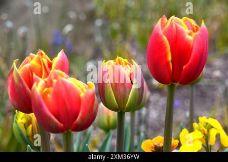 Tulipa rouge/jaune ardente 'Crossfire' tulipe à double pétales cultivée dans les frontières au RHS Garden Harlow Carr, Harrogate, Yorkshire, Angleterre, Royaume-Uni Banque D'Images