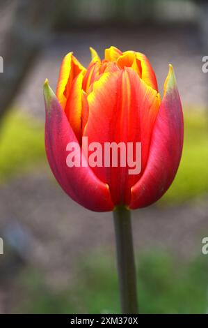 Tulipa rouge/jaune ardente 'Crossfire' tulipe à double pétales cultivée dans les frontières au RHS Garden Harlow Carr, Harrogate, Yorkshire, Angleterre, Royaume-Uni Banque D'Images