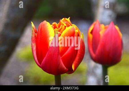 Tulipa rouge/jaune ardente 'Crossfire' tulipe à double pétales cultivée dans les frontières au RHS Garden Harlow Carr, Harrogate, Yorkshire, Angleterre, Royaume-Uni Banque D'Images