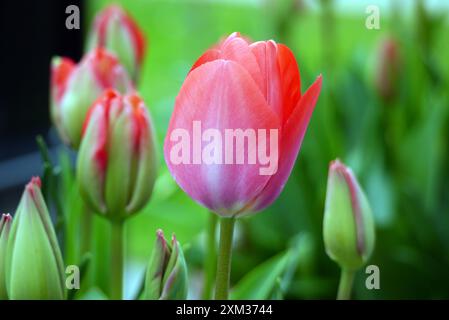 Tulipa rouge/jaune ardente 'Crossfire' tulipe à double pétales cultivée dans les frontières au RHS Garden Harlow Carr, Harrogate, Yorkshire, Angleterre, Royaume-Uni Banque D'Images