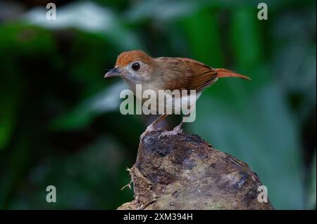 Babbler ferrugineux (Pellorneum bicolor) Banque D'Images