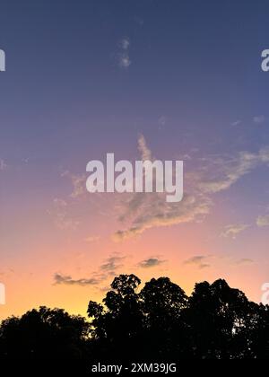 Ciel de couleur rose au-dessus de l'arbre du parc au coucher du soleil Banque D'Images