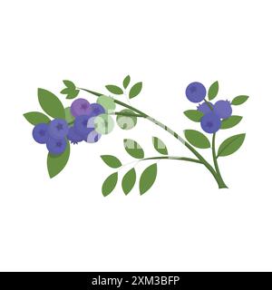 Bleuets portant des fruits sur des branches vertes avec beaucoup de feuilles Illustration de Vecteur