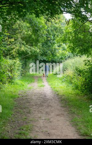 Homme au loin, vu de derrière, promenant son chien loin de la caméra le long d'un chemin à côté des arbres pendant l'été. Banque D'Images