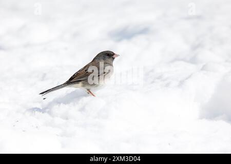 Junco aux yeux foncés dans la neige Banque D'Images
