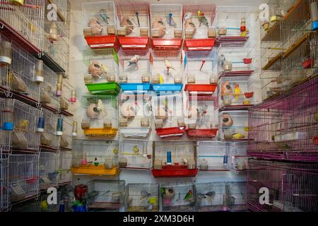 Intérieur d'une boutique de vendeurs d'oiseaux au marché de Ka Faroshi à Kaboul, Afghanistan Banque D'Images