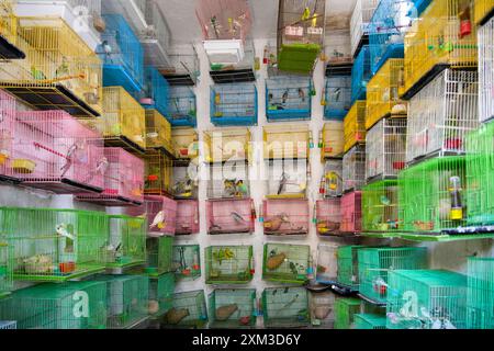 Intérieur d'une boutique de vendeurs d'oiseaux au marché de Ka Faroshi à Kaboul, Afghanistan Banque D'Images