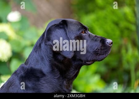 Portrait d'un Labrador Retriever Banque D'Images