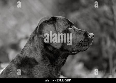 Portrait d'un Labrador Retriever Banque D'Images