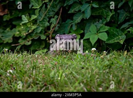 Un gros plan d'une marmotte mignonne. Regarder le visage d'abord face à l'appareil photo. Banque D'Images