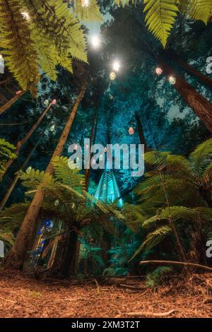 Belle jungle de séquoias ou forêt de Whakarewarewa avec éclairage et lampe éclairés dans la nuit à Rotorua, Nouvelle-Zélande Banque D'Images