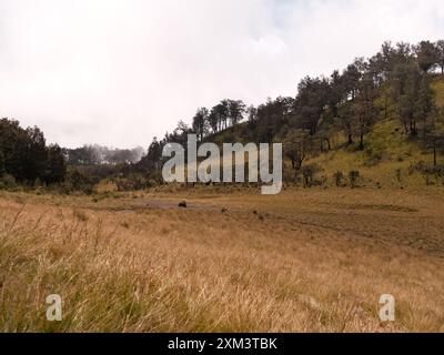 Un champ de hautes herbes avec quelques arbres en arrière-plan. Le ciel est nuageux et l'herbe est sèche Banque D'Images