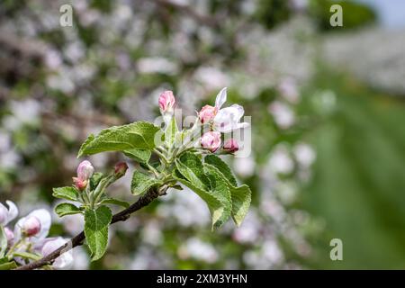 Vue rapprochée des fleurs de pommier qui commencent à fleurir. Fleurs blanches et roses, commençant à s'ouvrir. Banque D'Images