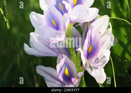 Floraison des jacinthes d'eau (Eichhornia crassipes) dans la rivière. Gros plan. Banque D'Images