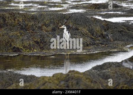 Héron gris (Ardea cinerea) debout au bord de l'eau, regardant à gauche de l'image, reflétée dans l'eau en face, prise sur la côte de l'île de Man, Royaume-Uni Banque D'Images