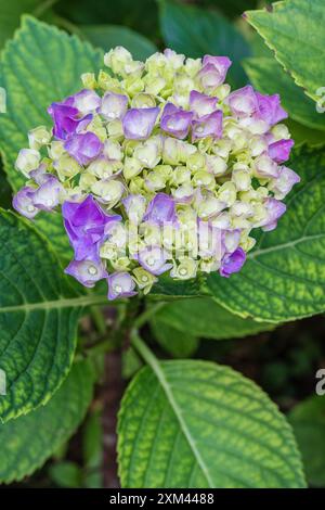 Gros plan vue verticale d'un amas frais rose violet et blanc de fleurs d'hortensia macrophylla isolées parmi les feuilles vertes à l'extérieur dans le jardin Banque D'Images