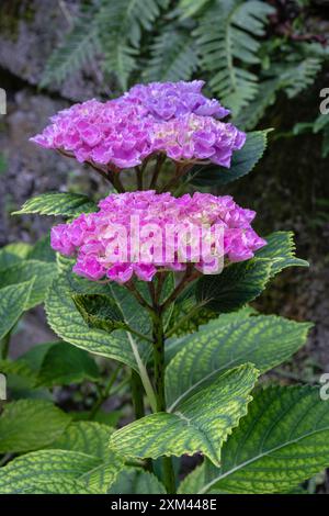 Gros plan vue verticale de fleurs d'hortensia macrophylla roses et bleu violet en fleurs et feuillage dans le jardin Banque D'Images