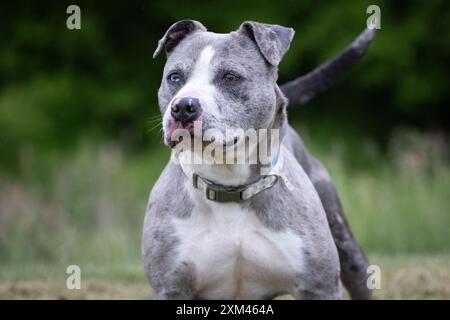Adoptable Pit Bulls dans les refuges pour animaux Banque D'Images